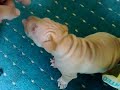 shar pei pups2