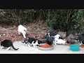Stray Cats at Hardees