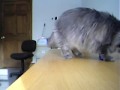 My dog already retrieves, so I decided to try it with my cat... we'll see how this goes ;)Now he's starting to understand I want him to look at the object... then I start waiting for him to touch it. I should have ended this session sooner - hopefully he is still eager next session.