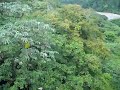 Costa Rica Zip Line 1