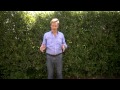 How to Grow Hedge Screens | At Home With P. Allen Smith