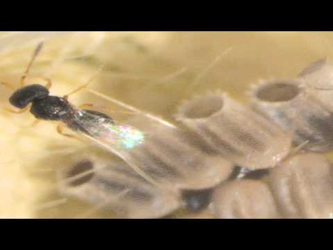 how to control kudzu bugs