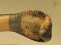 monocled cobra monocled cobra