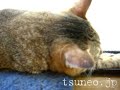 つねのこ？！