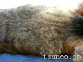 つねのこ？！