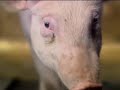 Pig on a Treadmill Pig on a Treadmill