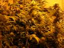 Cultivo Marihuana 8m2. 1 mes de floracion. Grow Hemp 1 week Cultivo Marihuana 8m2. 1 mes de floracion. Grow Hemp 1 week