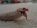 Albino checkered garter eating Albino checkered garter eating