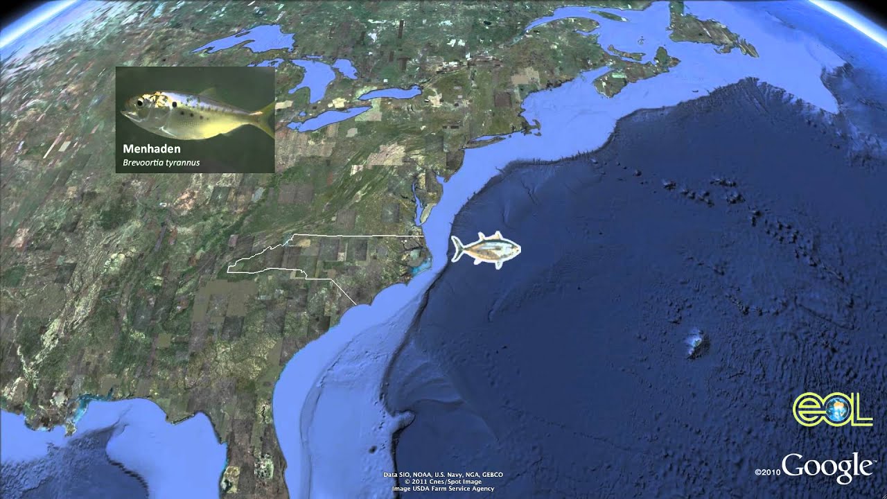 Atlantic Bluefin Tuna Google Earth Tour