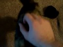 Kitty plays fetch