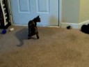 Kitty plays fetch