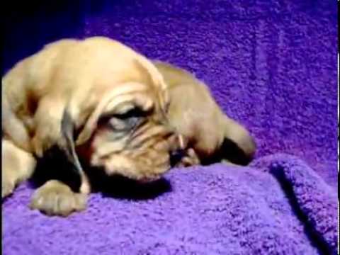 Bloodhounds