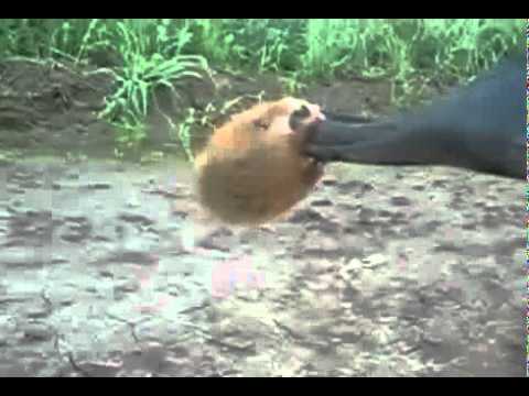 Chomik, który nadaje się do pilnowania podwórka :D