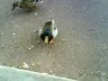 canard fac.3GP