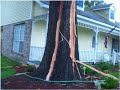 In Memory Of My Old Oak Tree