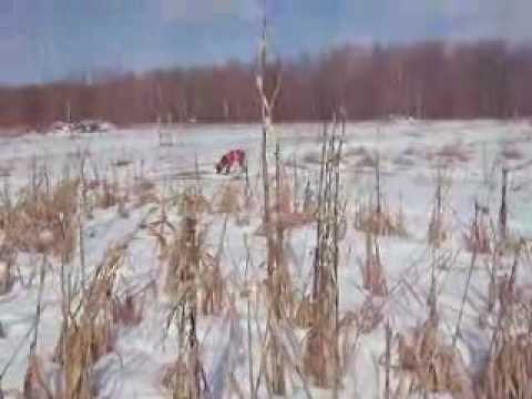 Pheasant hunting