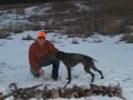 Pheasant Hunting