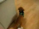 Loki Booties
