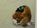 Loki Booties