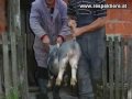 Die Würde des Schweins Die Würde des Schweins