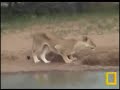 lioness 21 11 07