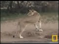 Lioness 21-11-07
