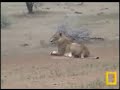lioness 21 11 07