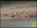 Lioness 21-11-07