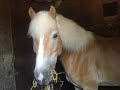 De pony\