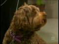 Designer Dogs on Mornings with Kerri-Anne