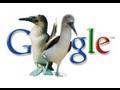 Googling Boobies