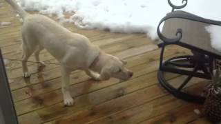 Лабрадор и ананас