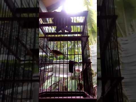 Ora Nembak, Ora Penak. Menit 1:25 Kolibri Wulung Ora Nembak, Ora Penak. Menit 1:25 Kolibri Wulung