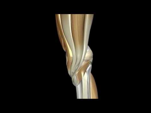 how to cure knee joint pain