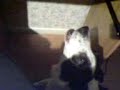 うたう犬動画
