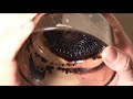 Ferrofluid Demo