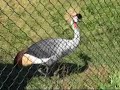 Caged Cranes International Crane Foundation 7099 7108 Caged Cranes International Crane Foundation 7099 7108