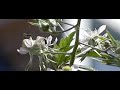 Little bee species tries to land on blackberrie flower
