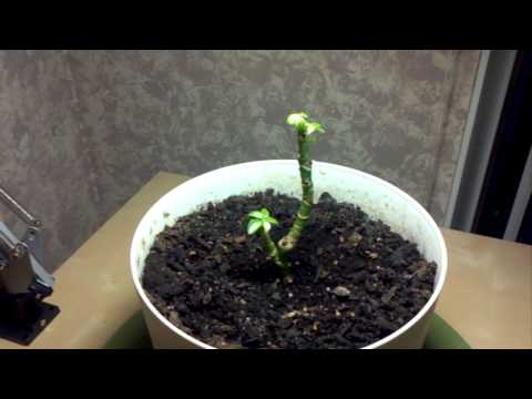 how to replant a schefflera