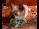 videos de Peter and Melon 1