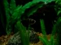The Fish Tank Pt II