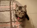 meoooooow meoooooow