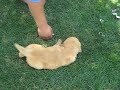 New puppy Krasnick