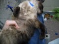 Chihiro Loving Belly Rubs