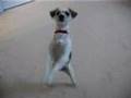 Mikka Does Her Puppy Dance