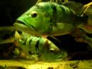 Cichla Cichla