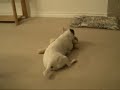 ? 2008?11?24? Jack Russel Terrior, Dull ? 2008?11?24? Jack Russel Terrior, Dull