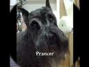 All Groomed up All Groomed up