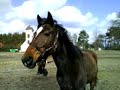 Sann