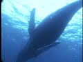 humpback-whale-encounters.html